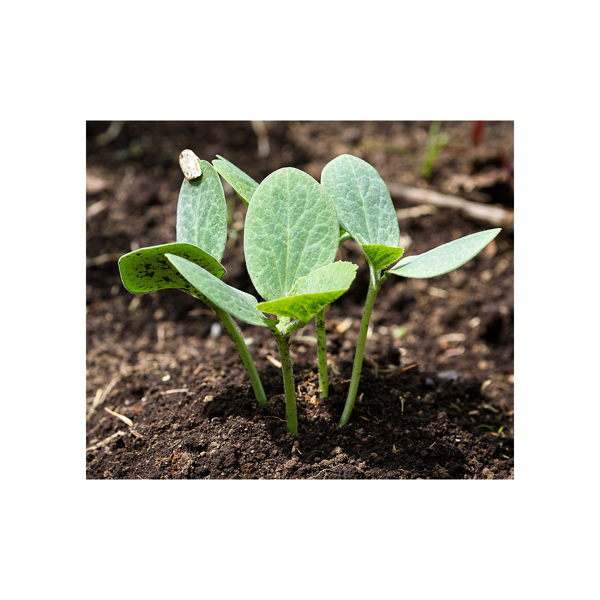 Tekvica figolistá k vrúbľovaniu - Cucurbita ficifolia - predaj semien - 10 ks