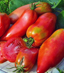 Paradajka Andenhorn Andine Cornue - Solanum lycopersicum - kolíková odroda - semená rajčiaka - 10 ks