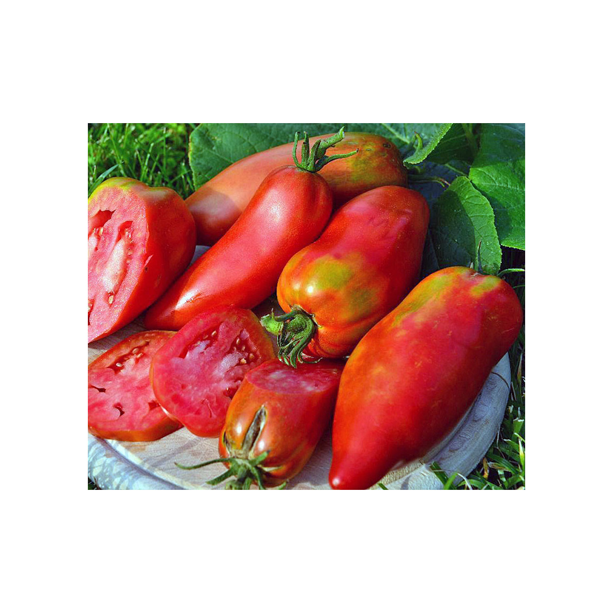 Paradajka Andenhorn Andine Cornue - Solanum lycopersicum - kolíková odroda - semená rajčiaka - 10 ks