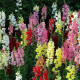 Papuľka väčšia - Antirrhinum majus - predaj semien - 400 ks