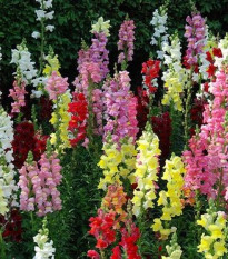 Papuľka väčšia - Antirrhinum majus - predaj semien - 400 ks