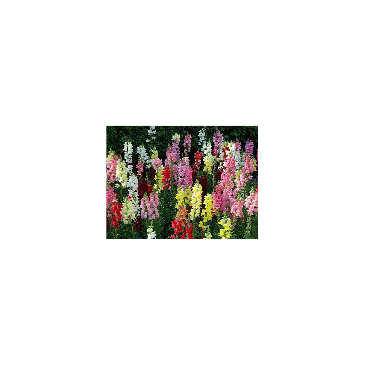 Papuľka väčšia - Antirrhinum majus - predaj semien - 400 ks