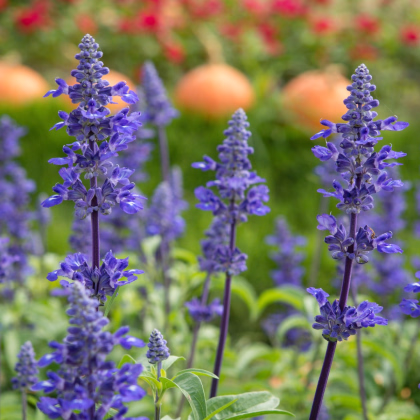 Šalvia modrá - Salvia farinacea - predaj semien - 30 ks