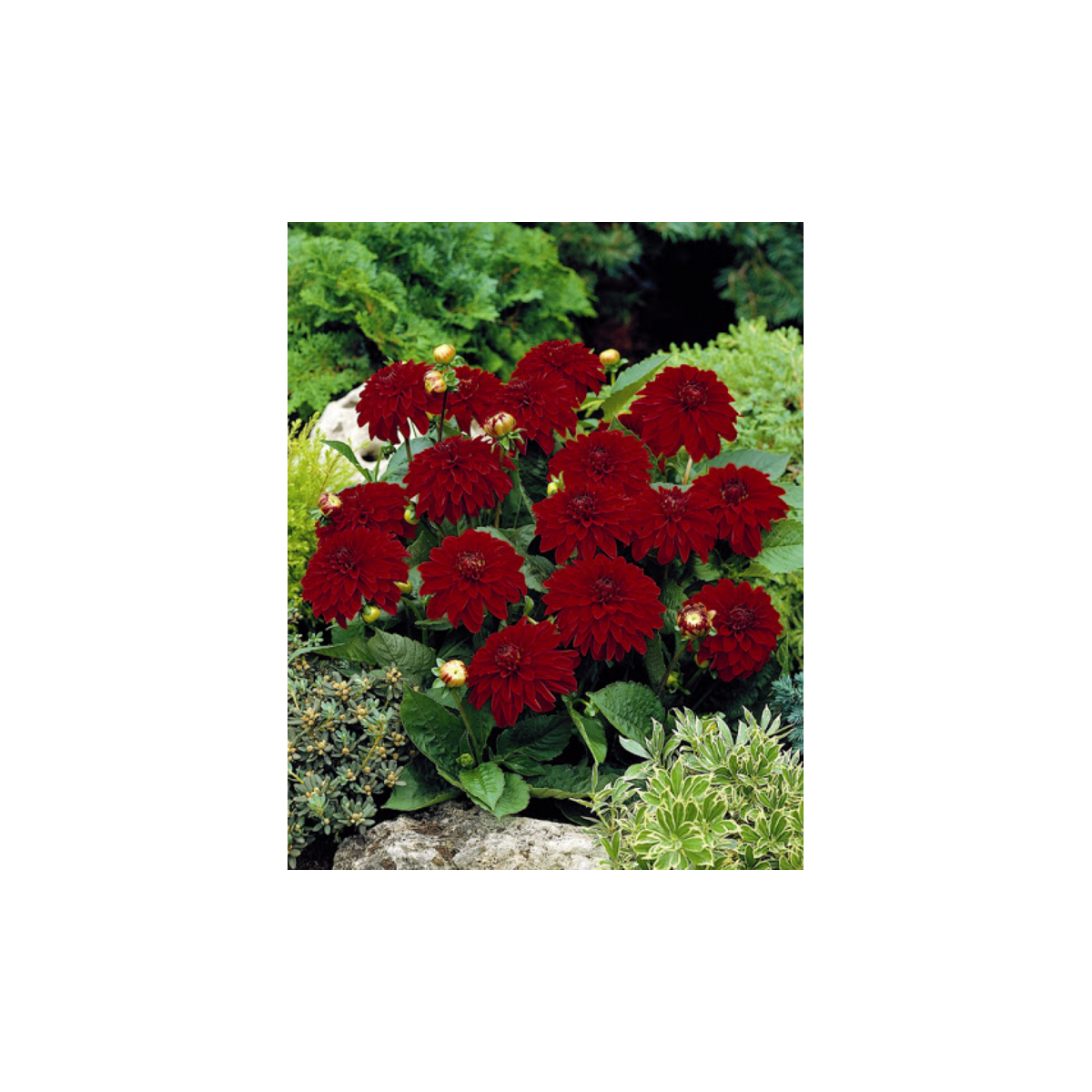 Georgína Melody Mambo - Dahlia - predaj cibuľovín - 1 ks