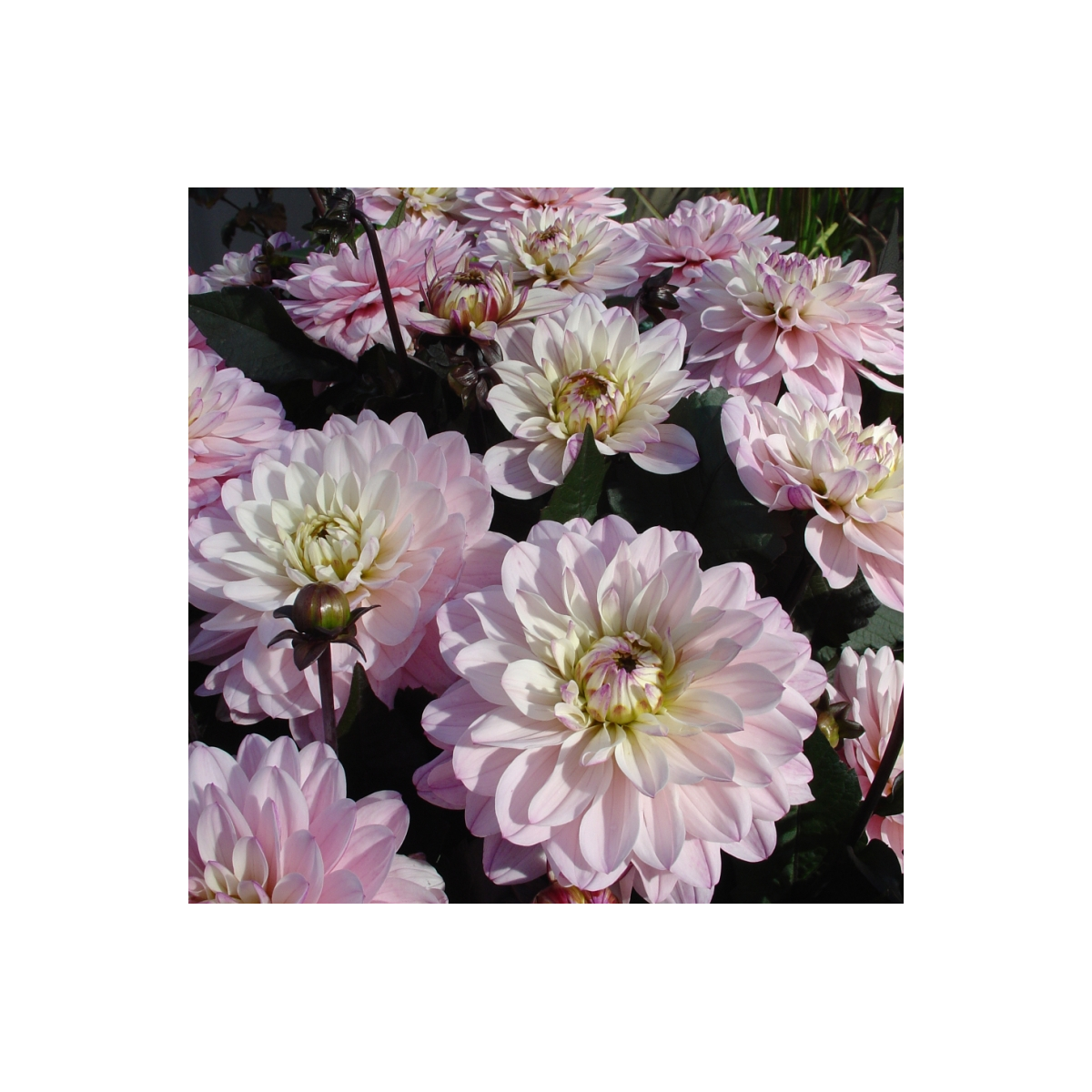 Georgína Melody Harmony - Dahlie - predaj cibuľovín - 1 ks