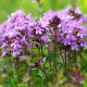 Materina dúška úzkolistá Magic Carpet - Thymus serpyllum - predaj semien - 0,03 g