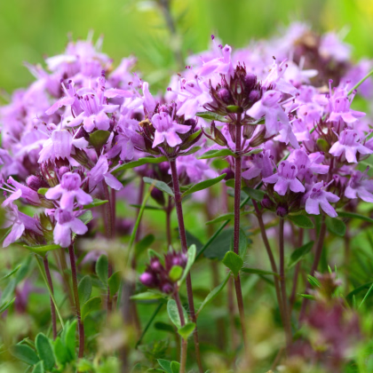 Materina dúška úzkolistá Magic Carpet - Thymus serpyllum - predaj semien - 0,03 g