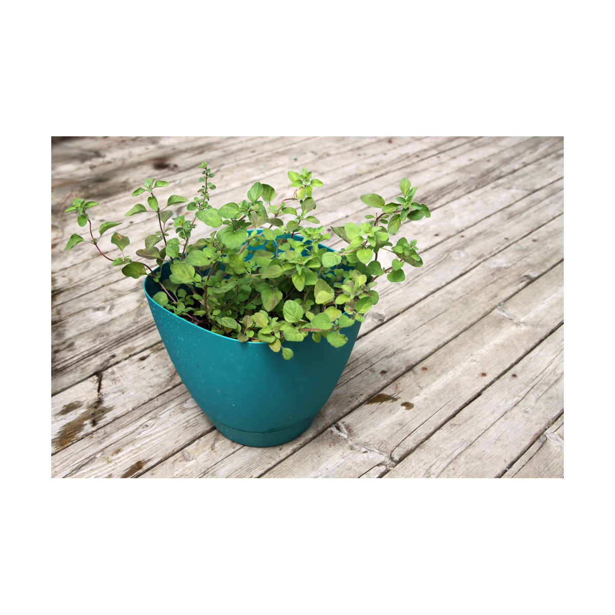 BIO Grécke oregano - Origanum hirtum - predaj bio semien - 250 ks