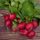 Reďkovka Topsi - Raphanus sativus - predaj semien - 100 ks