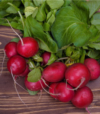 Reďkovka Topsi - Raphanus sativus - predaj semien - 100 ks