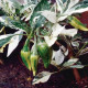 Chilli Fish - Capsicum annuum - semená - 5 ks