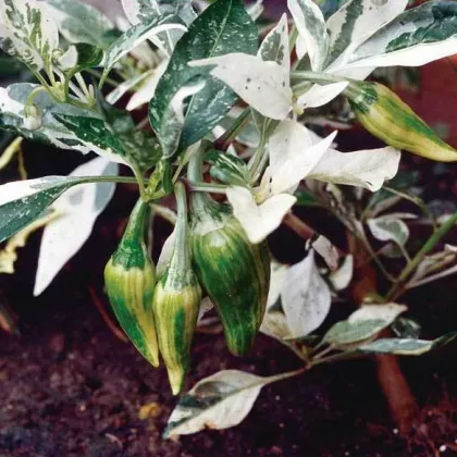 Chilli Fish - Capsicum annuum - semená - 5 ks