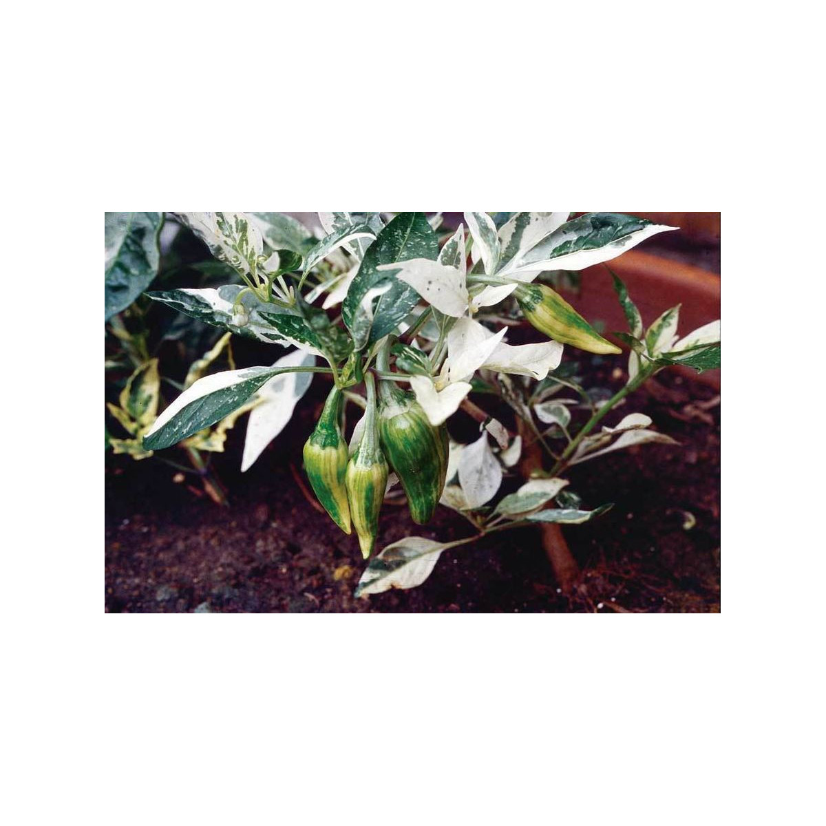 Chilli Fish - Capsicum annuum - semená - 5 ks