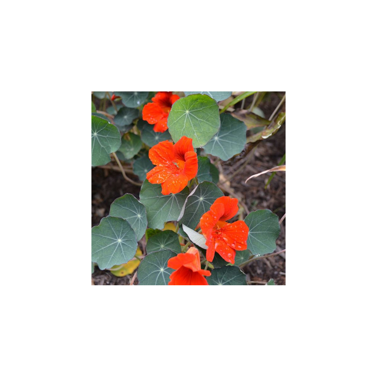 Kapucínka nízka Princess of India - Tropaeolum minus - predaj semien - 15 ks