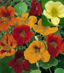 Kapucínka väčšia Lobbianum zmes farieb - Tropaeolum majus - predaj semien - 10 ks