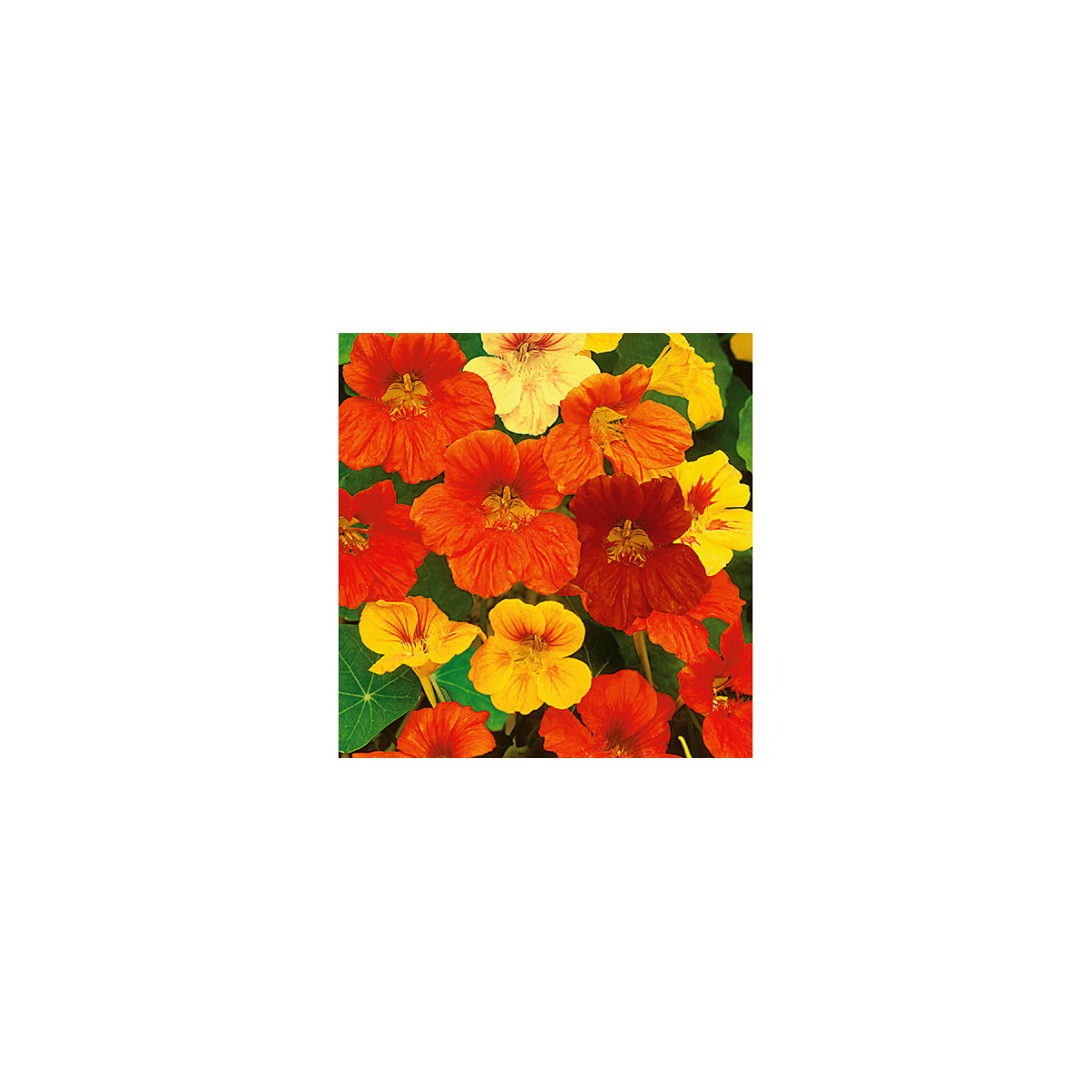 Kapucínka zmes farieb - Tropaeolum majus nanum - predaj semien - 10 ks