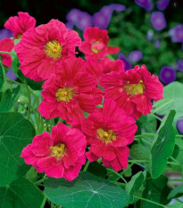 Kapucínka menšia Whirlybird Rose - Tropaeolum minus - predaj semien - 10 ks