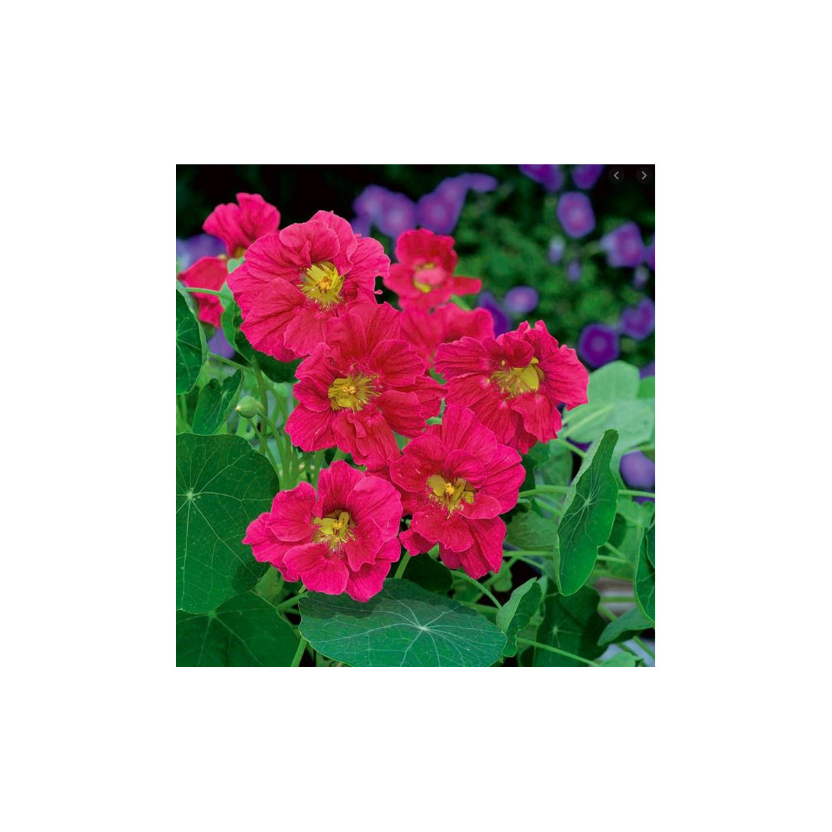 Kapucínka menšia Whirlybird Rose - Tropaeolum minus - predaj semien - 10 ks