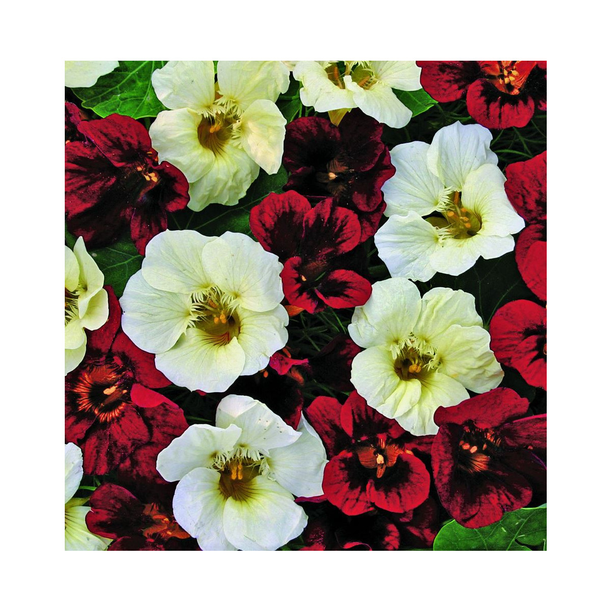 Kapucínka nízka Ebony And Ivory - Tropaeolum Minus - predaj semien - 15 ks