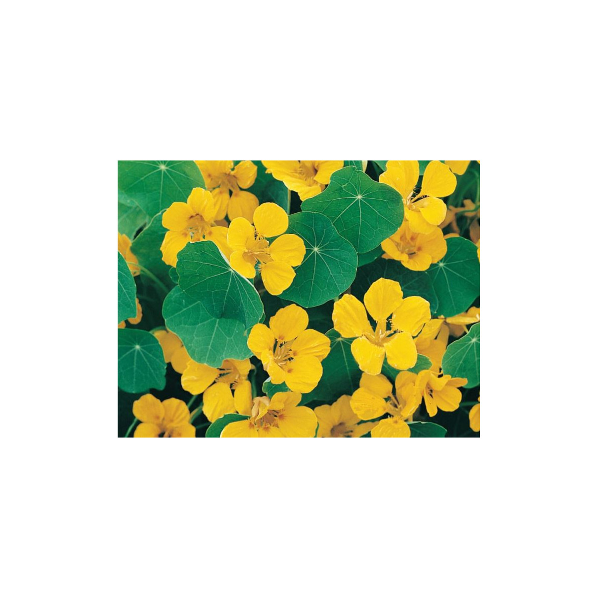 Kapucínka nízka Tip Top Gold - Tropaeolum Minus - predaj semien - 10 ks