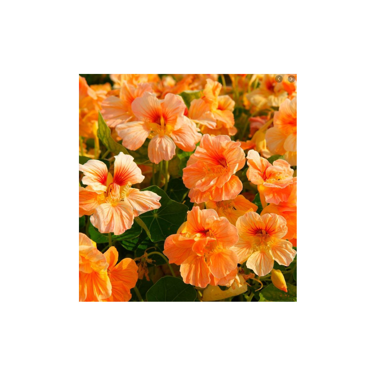 Kapucínka nízka Tip Top Apricot - Tropaeolum Minus - predaj semien - 12 ks