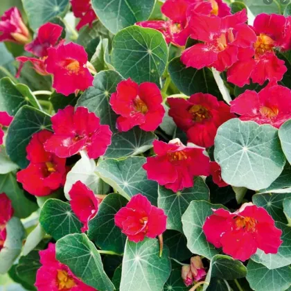 Kapucínka nízka Baby Deep Rose - Kapucínka - Tropaeolum mínus - predaj semien - 8 ks