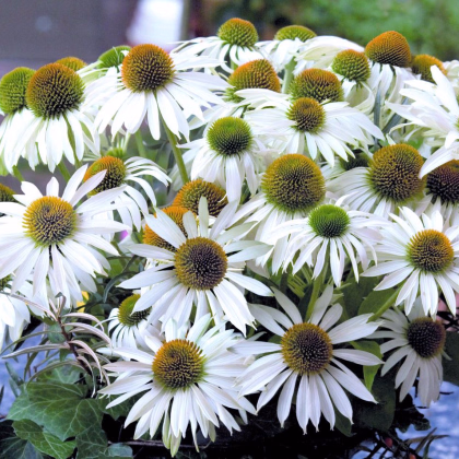 Echinacea purpurová Primadonna White - Echinacea purpurea - semená - 15 ks