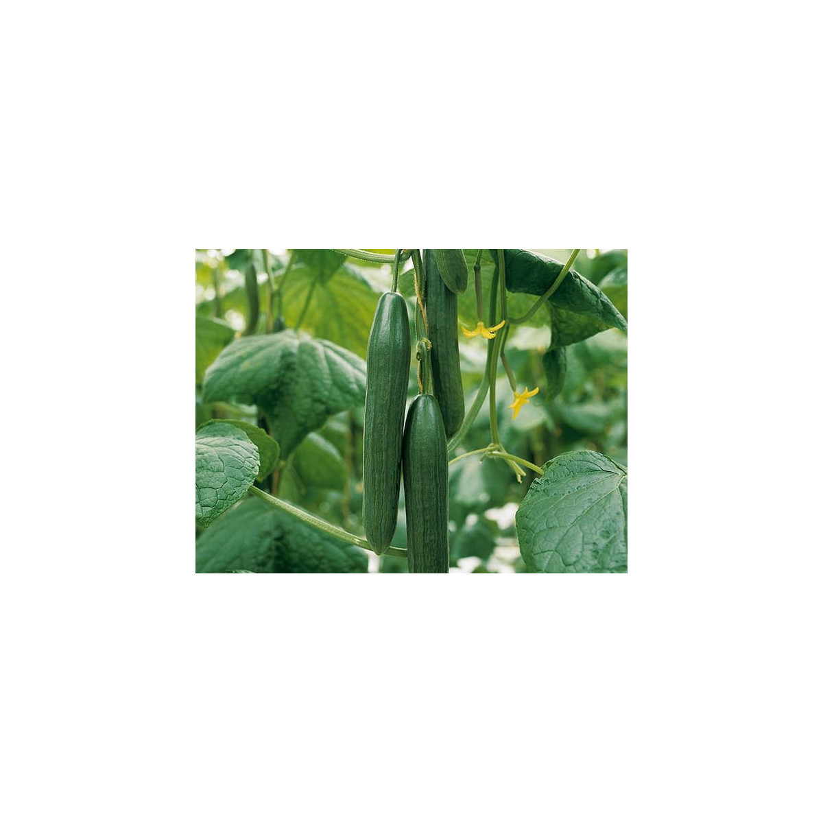 Bio Uhorka šalátová Kalunga F1 - Cucumis sativus - predaj bio semien - 4 ks