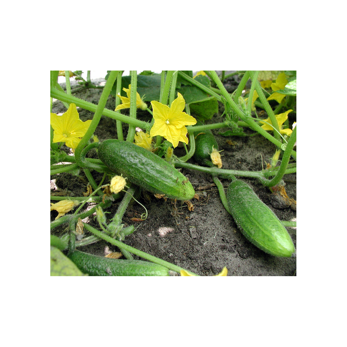 Bio Uhorka nakladačka Hokus - Cucumis sativus - predaj bio semien - 10 ks