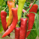Bio Paprika Sweet Dreams - Capsicum annuum - predaj bio semien - 10 ks