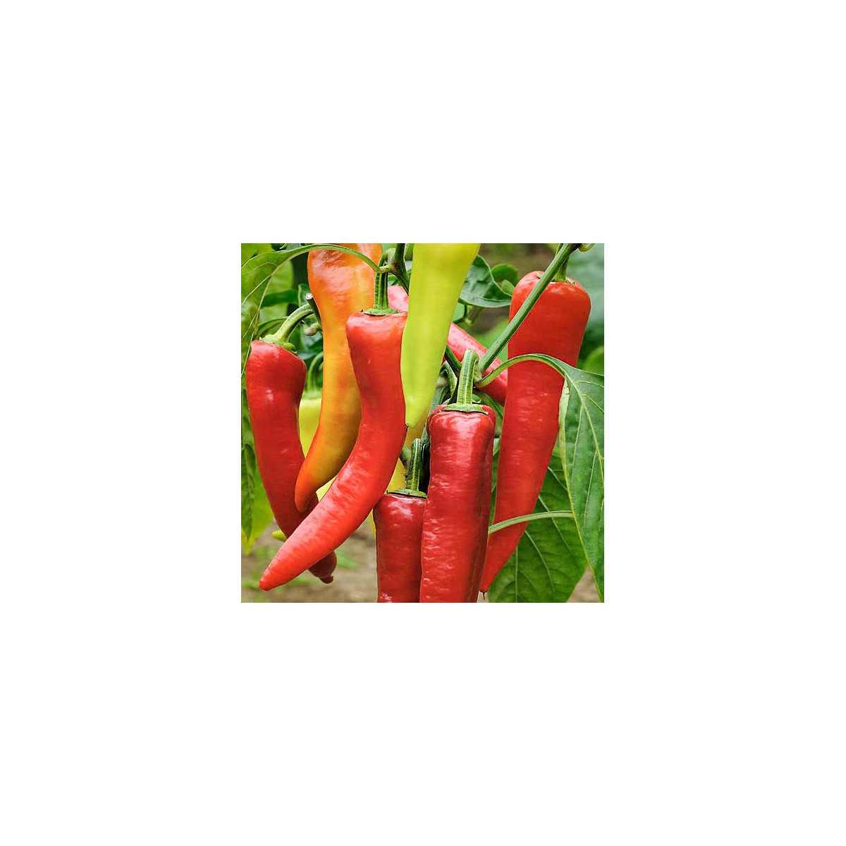 Bio Paprika Sweet Dreams - Capsicum annuum - predaj bio semien - 10 ks