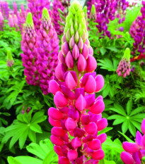 Vlčí bôb - Lupina mnoholistá Lupini Red - Lupinus polyphyllus - predaj semien - 15 ks