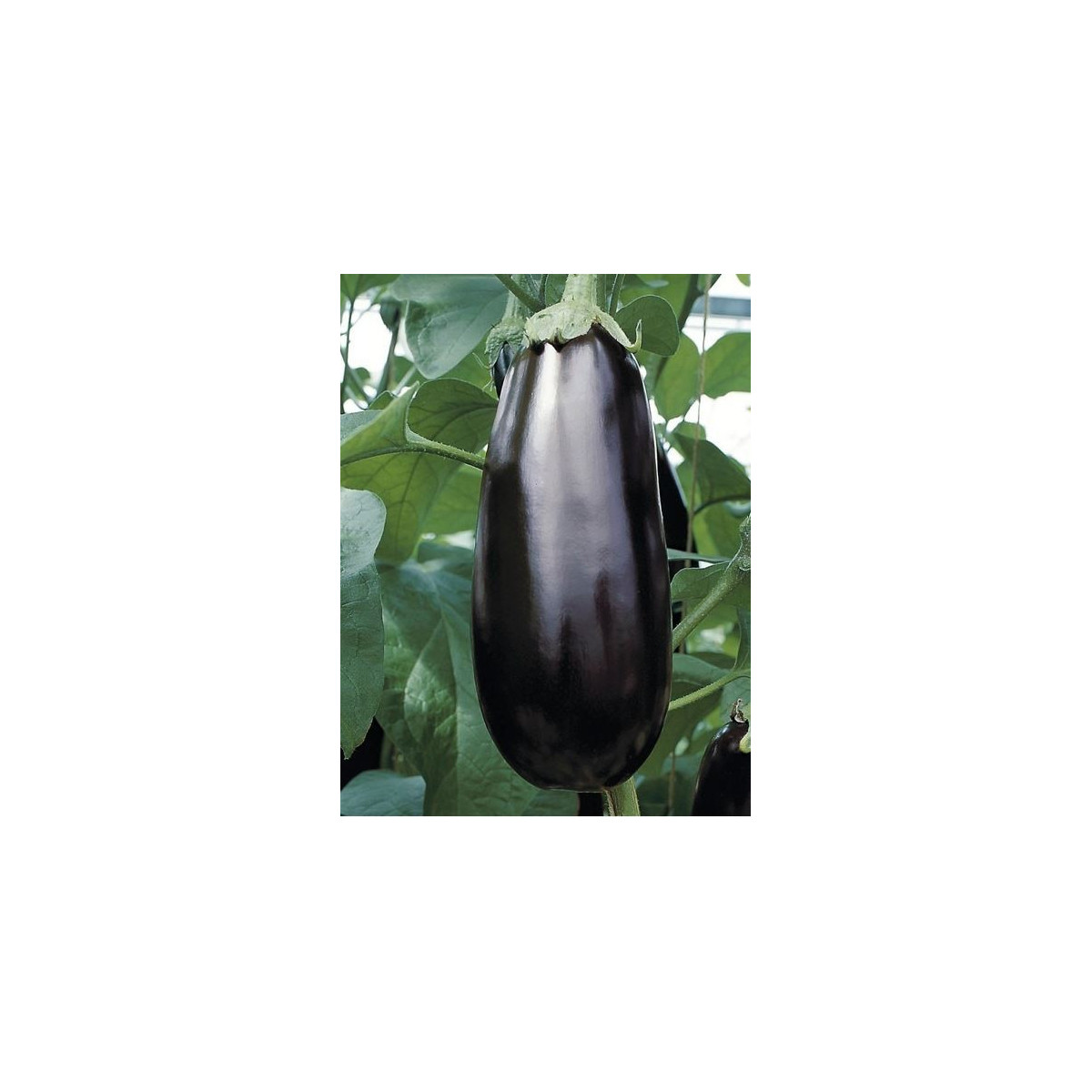 Baklažán Falcon F1 - Solanum melongena - predaj semien - 8 ks