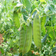 Bio Hrach cukrový Sweet Horizon - Pisum sativum - bio predaj semien - 40 ks