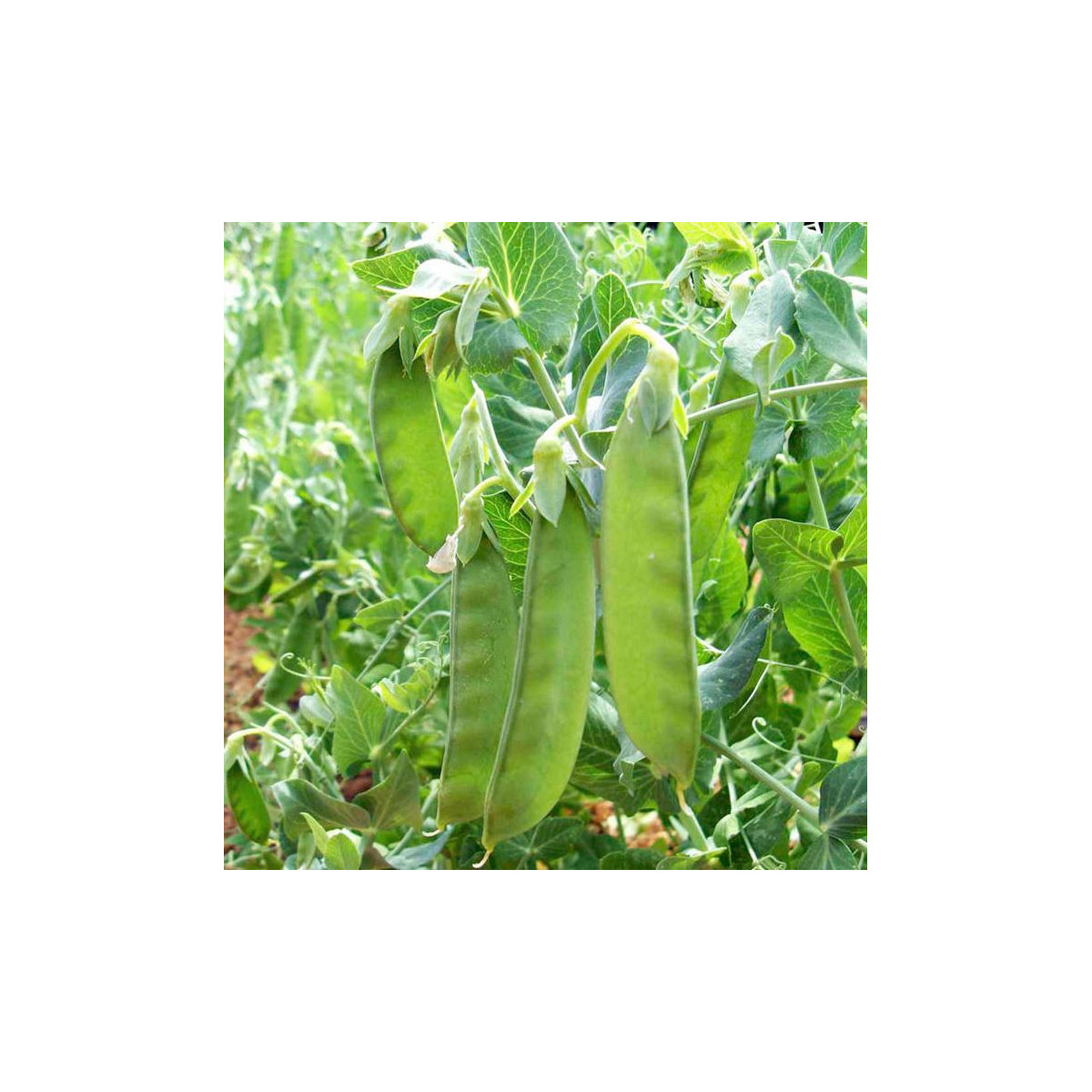 Bio Hrach cukrový Sweet Horizon - Pisum sativum - bio predaj semien - 40 ks