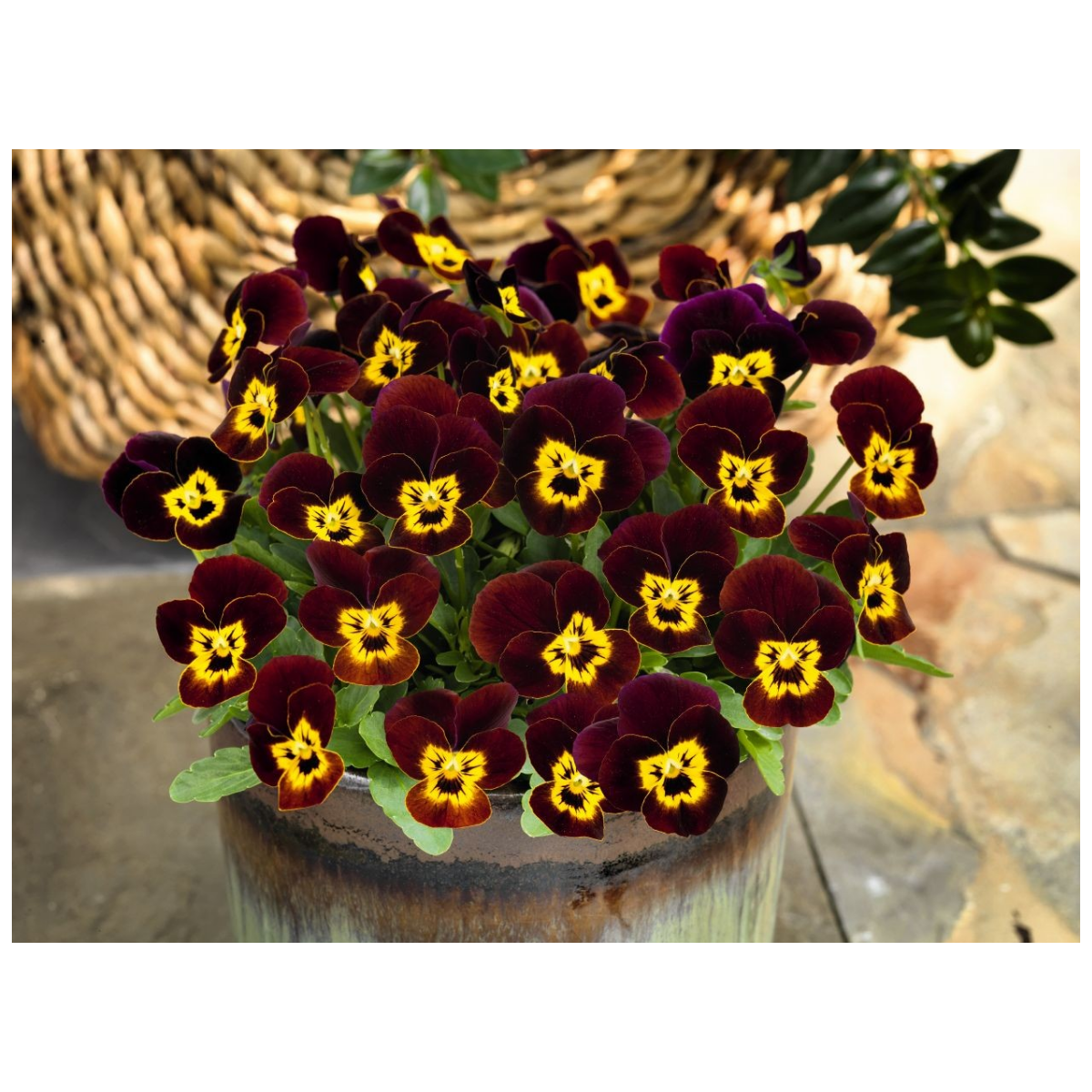 Fialka rohatá Admire Ruby Gold - Viola cornuta - predaj semien - 20 ks