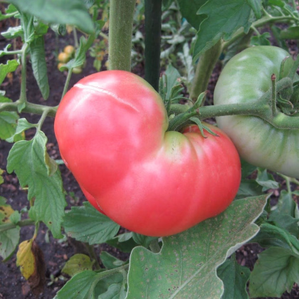 Paradajka Ponderosa Pink - kolíková odroda - Solanum lycopersicum - Semená rajčiaka - 7 ks