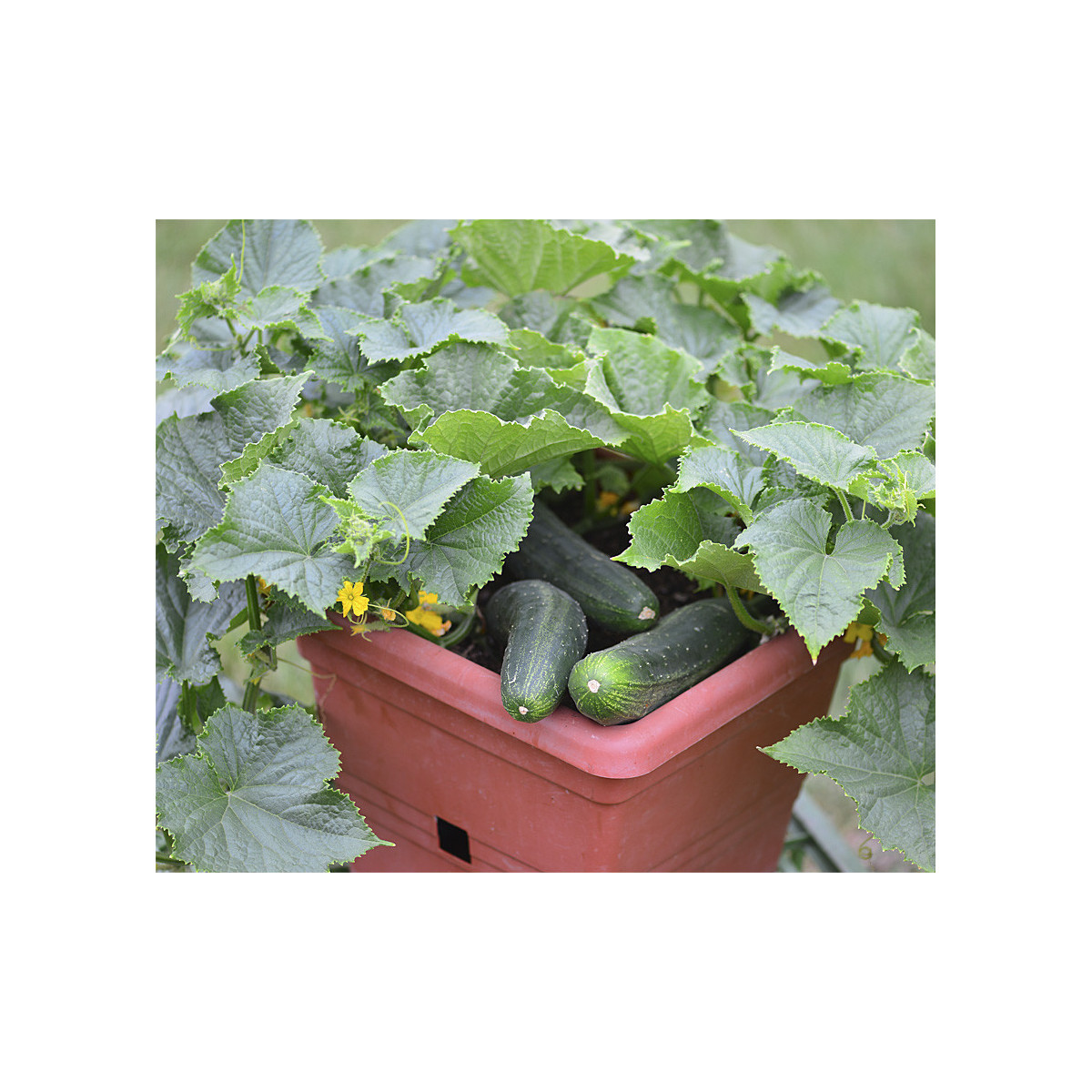 Uhorka šalátová do kvetináča Bush Champion F1 - Cucumis sativus - semienka - 8 ks