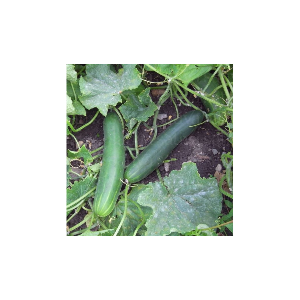 Bio Uhorka šalátová Tanja - Cucumis sativus - predaj bio semien - 10 ks