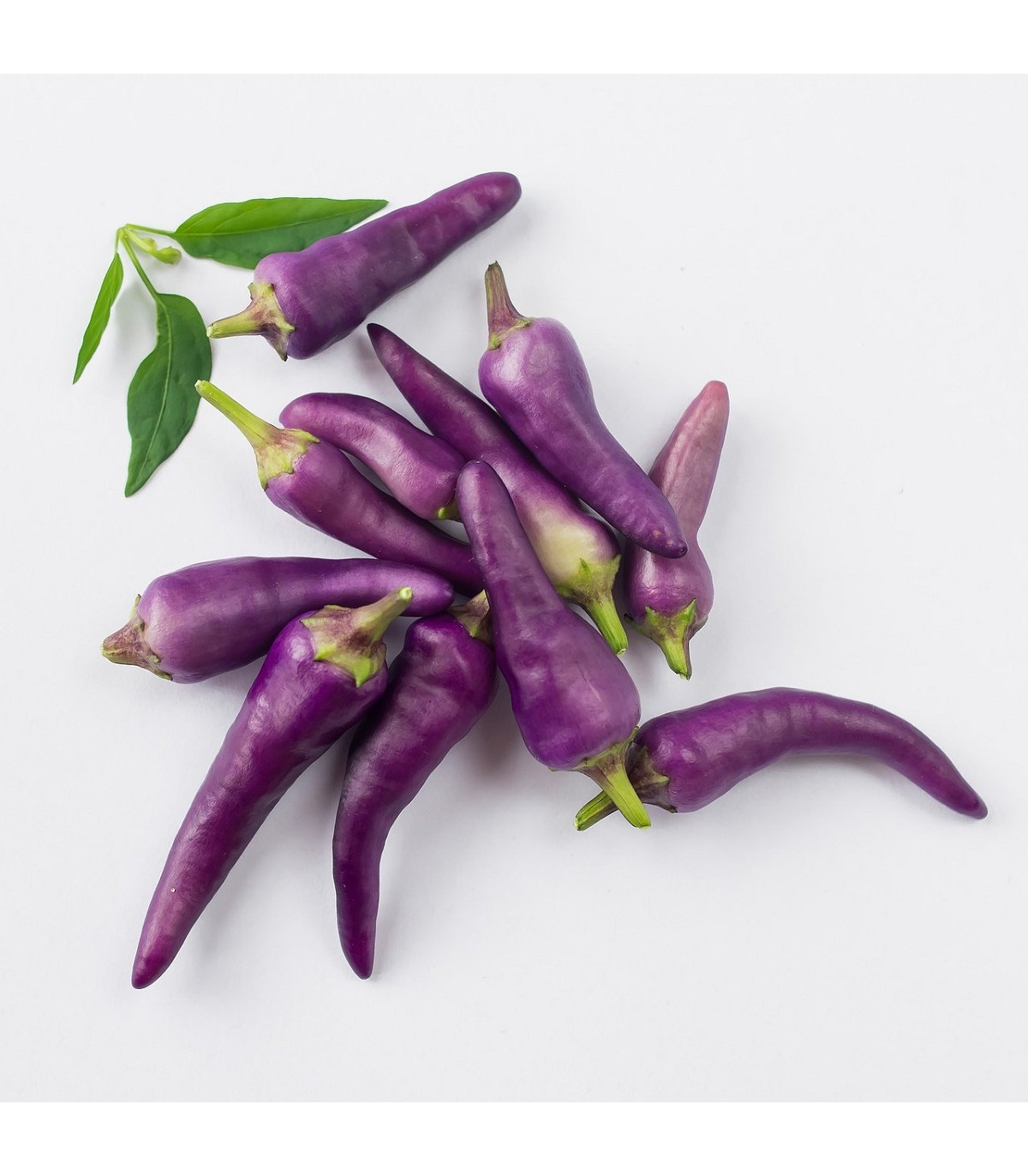 Chilli Jalapeno fialové - Capsicum annuum - predaj semien - 6 ks