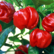 Chilli Trinidad - semiačka Chilli - papričky - 6 ks