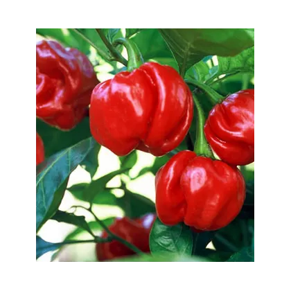 Chilli Trinidad - semiačka Chilli - papričky - 6 ks