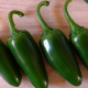 Chilli Chichimeca - semená Chilli - papričky - 6 ks