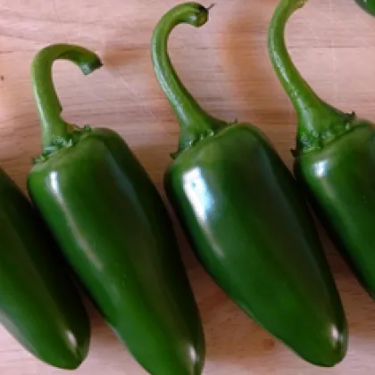 Chilli Chichimeca - semená Chilli - papričky - 6 ks