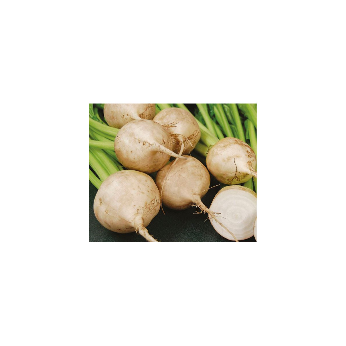 Cvikla biela šalátová Avalanche - Beta vulgaris - predaj semien - 50 ks