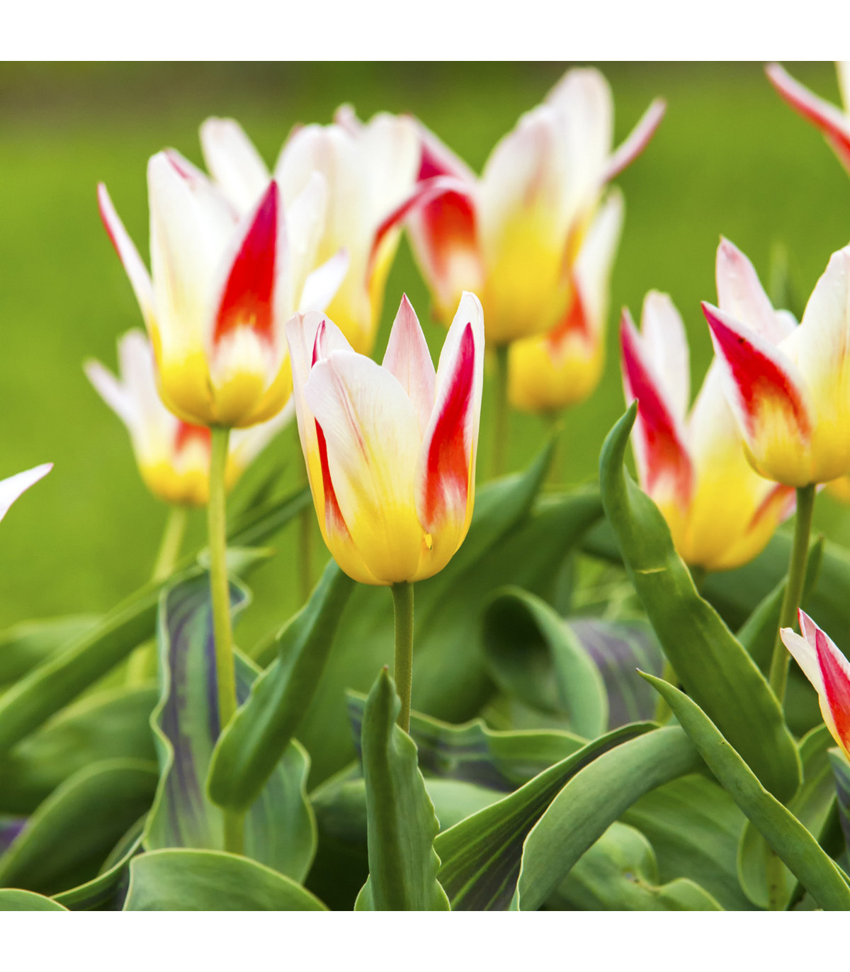 Tulipán Johann Strauss - Tulipa - predaj cibuľovín - 3 ks
