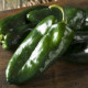 Chilli Ember - semená chilli - papričky - 6 ks