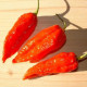 Chilli Dorset Naga - Capsicum chinense - semiačka - papričky - 6 ks