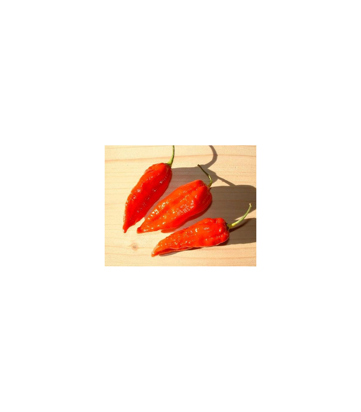 Chilli Dorset Naga - Capsicum chinense - semiačka - papričky - 6 ks