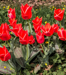 Tulipán Oriental Beauty - Tulipa - predaj cibuľovín - 3 ks